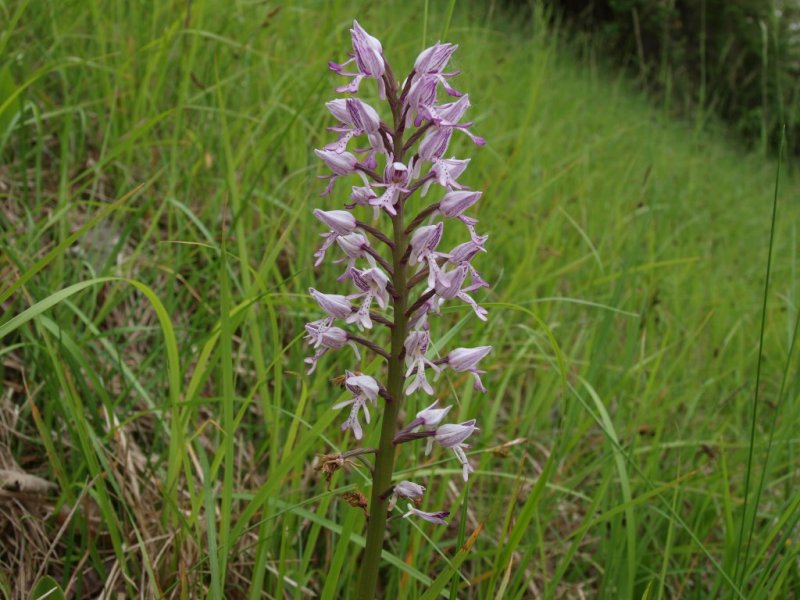 Orchis militaris / Orchidea militare